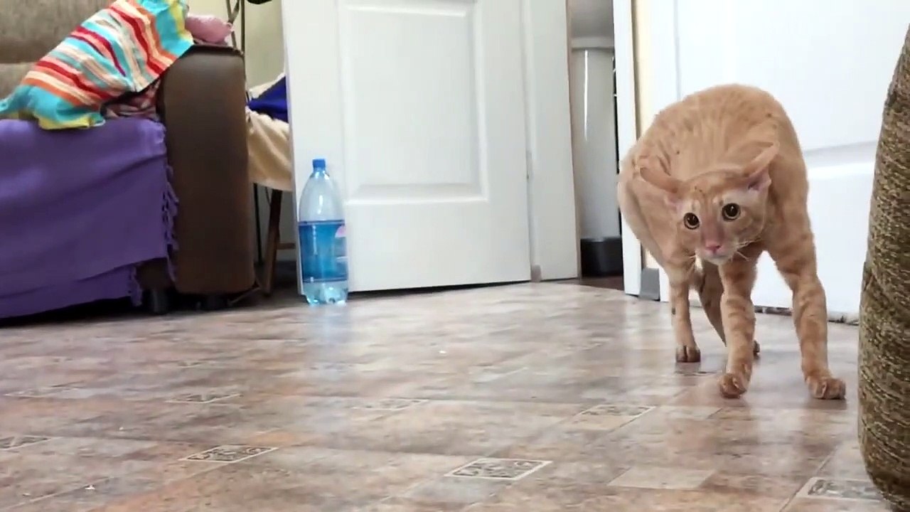 Quand ton chat est effrayé par les fleurs que tu as achetées