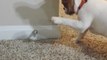 French Bulldog Puppy Can't Stop Playing with Door Stop