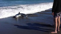 Un requin s'échoue sur la plage en essayant d'attraper un poisson