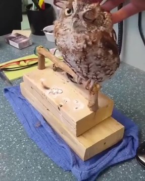 Cette petite chouette aime tellement les calins qu'elle en tombe de son perchoir