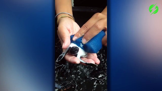L'heure de la toilette pour ces bébés tortues... Adorable