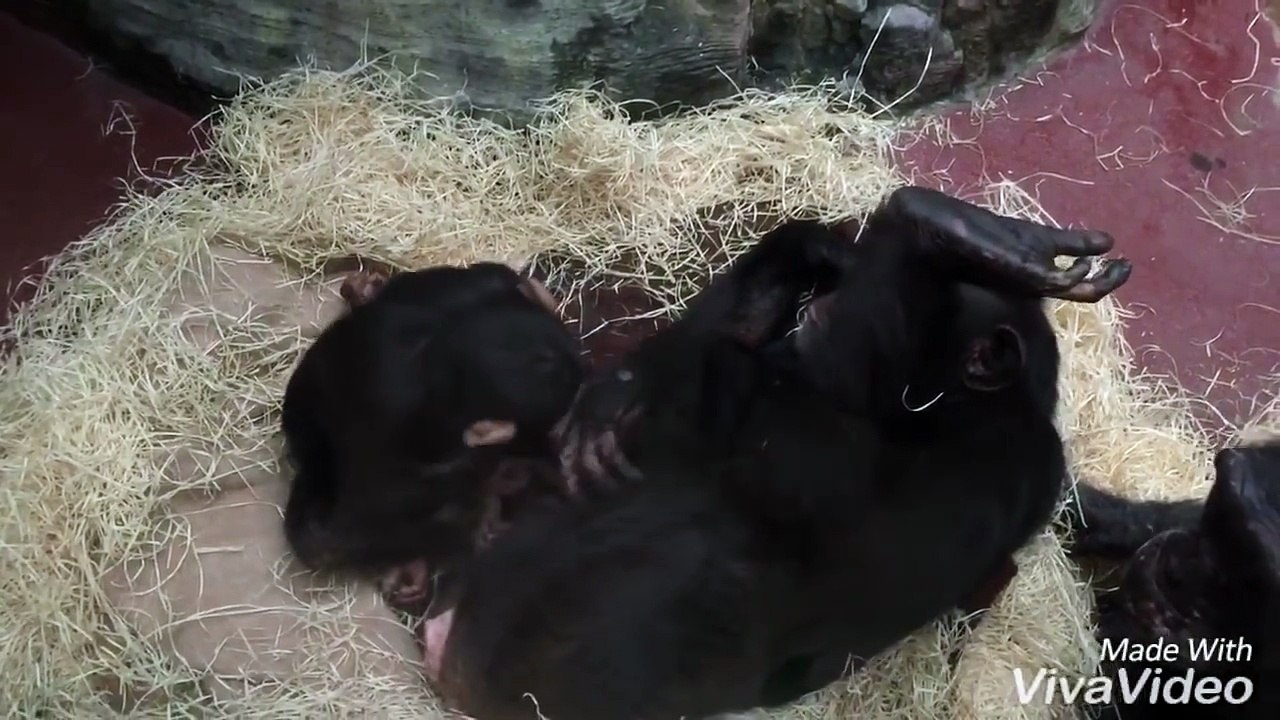 Little Baby chimpanzee 6 days old