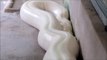 Il nous présente son python blanc géant: magnifique et terrifiant