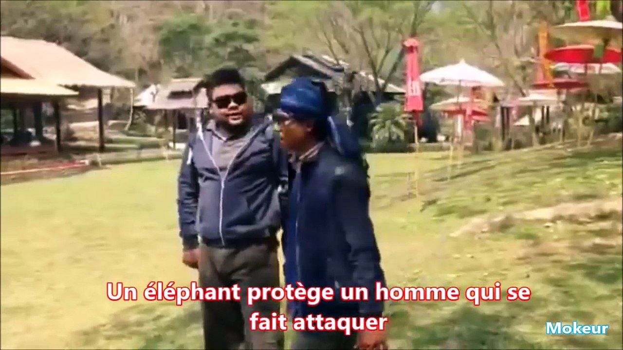 Quand les animaux sauvent des humains