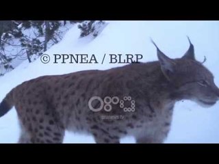 Ora News - Munella streha e fundit e Rreqebullit, kërkohet status 'zonë e mbrojtur'