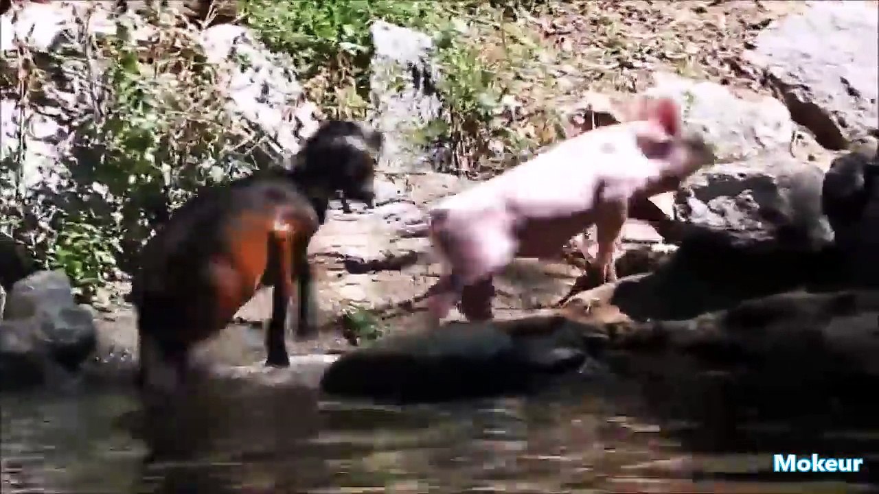 Quand les animaux sauvent d'autres animaux