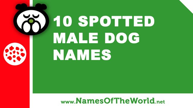 10 spotted male dogs names - the best pet names - namesoftheworld.net