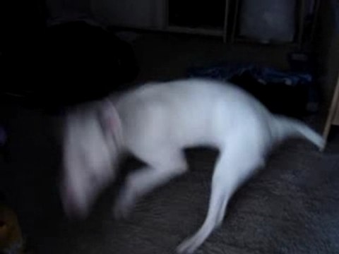 Chien bull terrier fou