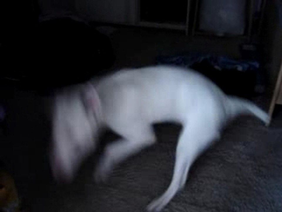 Chien bull terrier fou