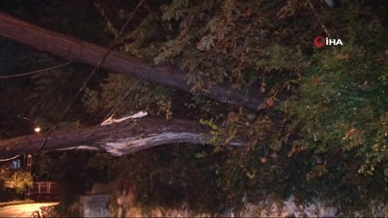 Sarıyer'de Tünel Girişine Ağaç Devrildi, Yol Trafiğe Kapandı