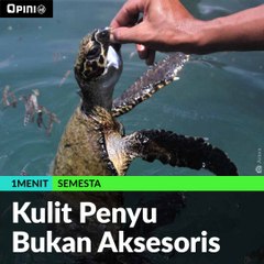 #1MENIT | Kulit Penyu Bukan Aksesoris