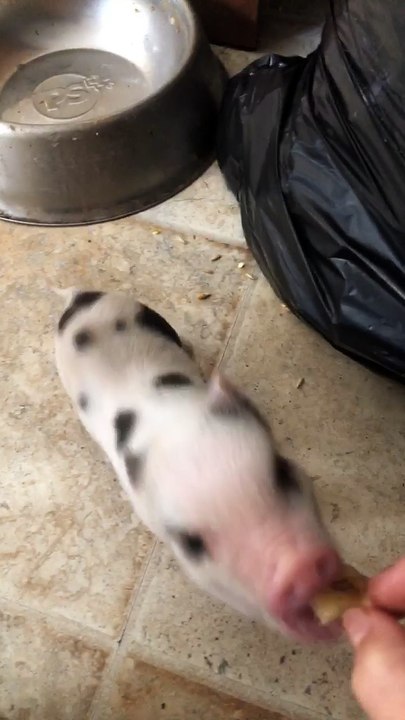 Pig learning tricks video!