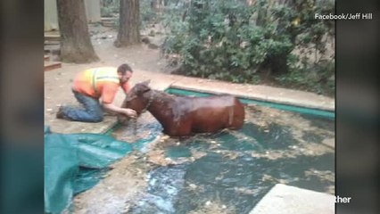 Swimming pool saves horse's life from Camp Fire
