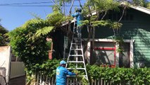 Tree Pruning and Removal Santa Barbara.CA