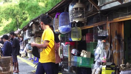 BINGKAI KOTA EP 494 (1/5)