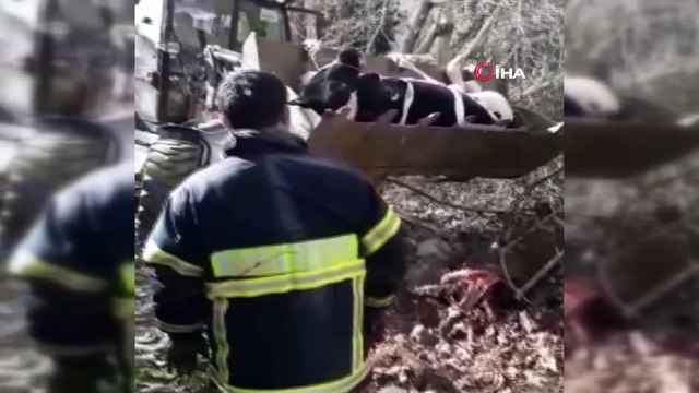 Gebe ineği dereden itfaiye ekipleri kurtardı