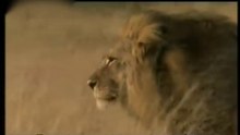 LIONS UNUSUAL  BEHAVIOR / ΛΙΟΝΤΑΡΙΑ  ΑΣΥΝΗΘΙΣΤΗ  ΣΥΜΠΕΡΙΦΟΡΑ