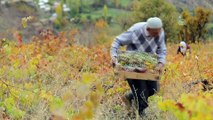 Asırlardır doğal yöntemlerle pekmez üretiyorlar - BİTLİS