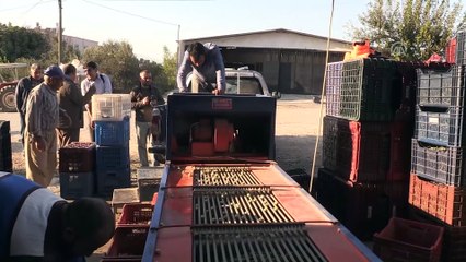 Toroslar'ın 'organik' zeytini ilgi görüyor - KARAMAN