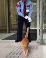 Bu 2 kedi, 2 yıldır sanat müzesine girmeye çalışıyor