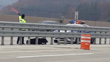 고속도로에 뛰어든 염소...마취총 제압 / YTN