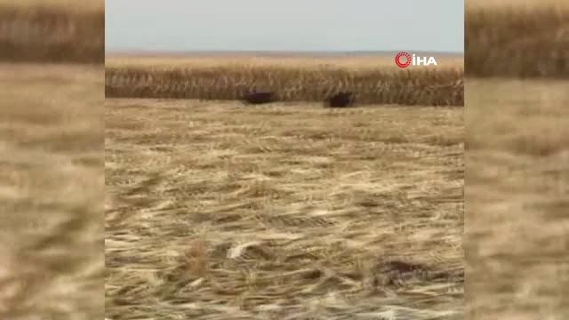 Siverek'te Domuzlar Mısır Tarlalarına Dadandı