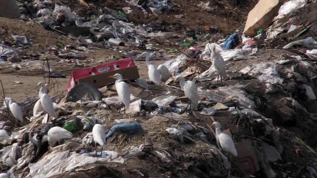 İsrail çevre kirliliğini Gazze halkına karşı silah olarak kullanıyor - GAZZE