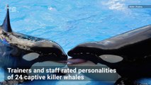 'Playful' killer whales have personality traits similar to humans