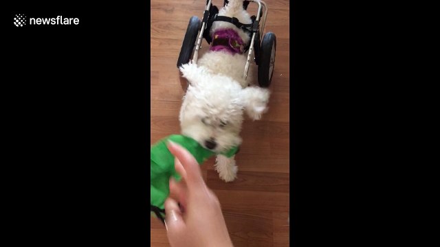 Disabled dog playing fetch won’t let his wheelchair slow him down