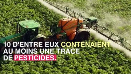 Baies de goji : un aliment contaminé aux pesticides