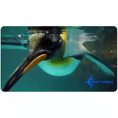 Buy Boat Garbage Can online