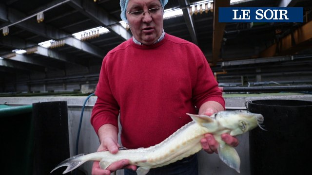 La société Royal Belgian Caviar produit un caviar belge.