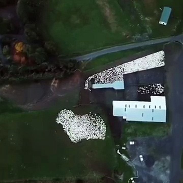 Chiens bergers : ces troupeaux vus de Drone sont menés à la baguette !