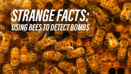 Using bees to detect bombs?