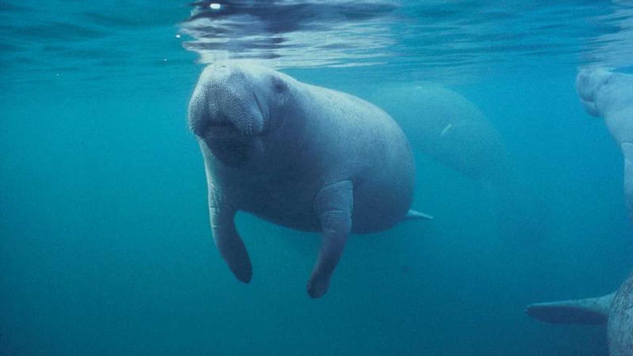 Deux lamantins jumeaux relâchés en Floride