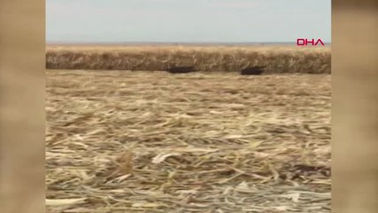 Şanlıurfa Siverek'te, Aç Kalan Domuzlar Mısır Tarlasına İndi