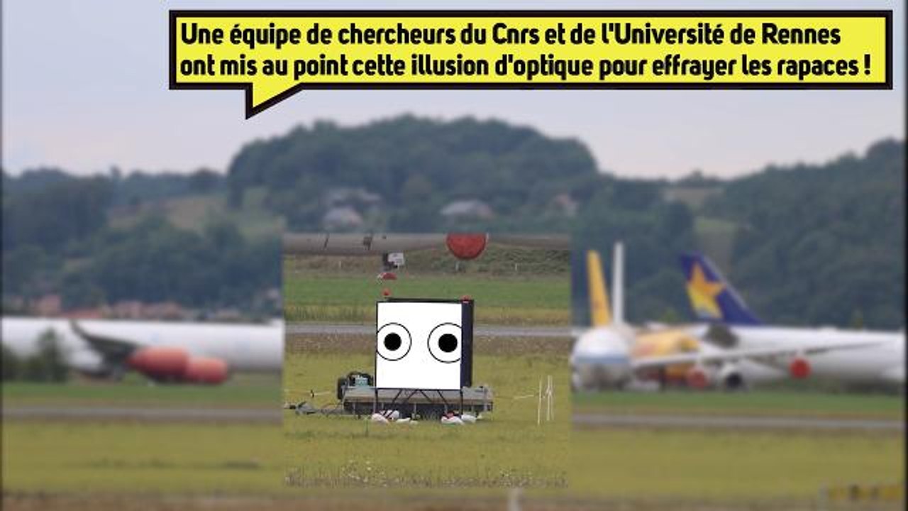 Pour faire peur aux rapaces, faites les gros yeux!