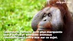 Les orangs-outans sont les seuls primates non humains capables de communiquer sur un événement passé