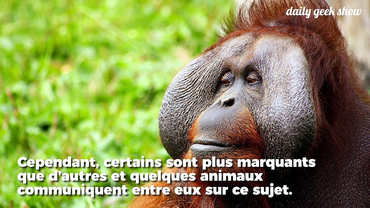 Les orangs-outans sont les seuls primates non humains capables de communiquer sur un événement passé