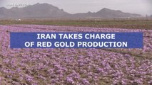 Iran looks to take charge of saffron production line, from harvest to export