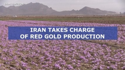 Iran looks to take charge of saffron production line, from harvest to export