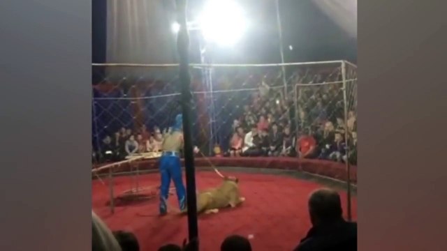 Le moment horrifiant quand un lion attaque une petite fille et la prend par le visage!