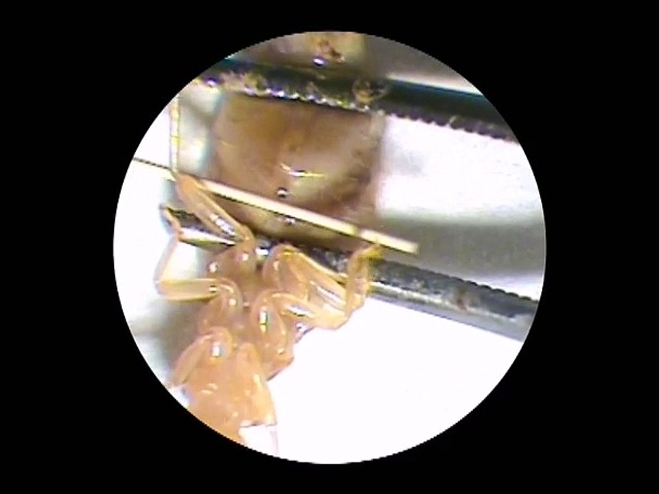 La chimie pour les termites : tout un langage !
