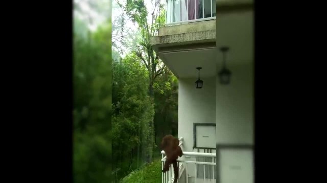 Macaco Bugio que invade apartamentos em Araucária atacou bebê de 1 ano e 9 meses