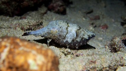 Dwarf Cuttlefish Up Close and Personal