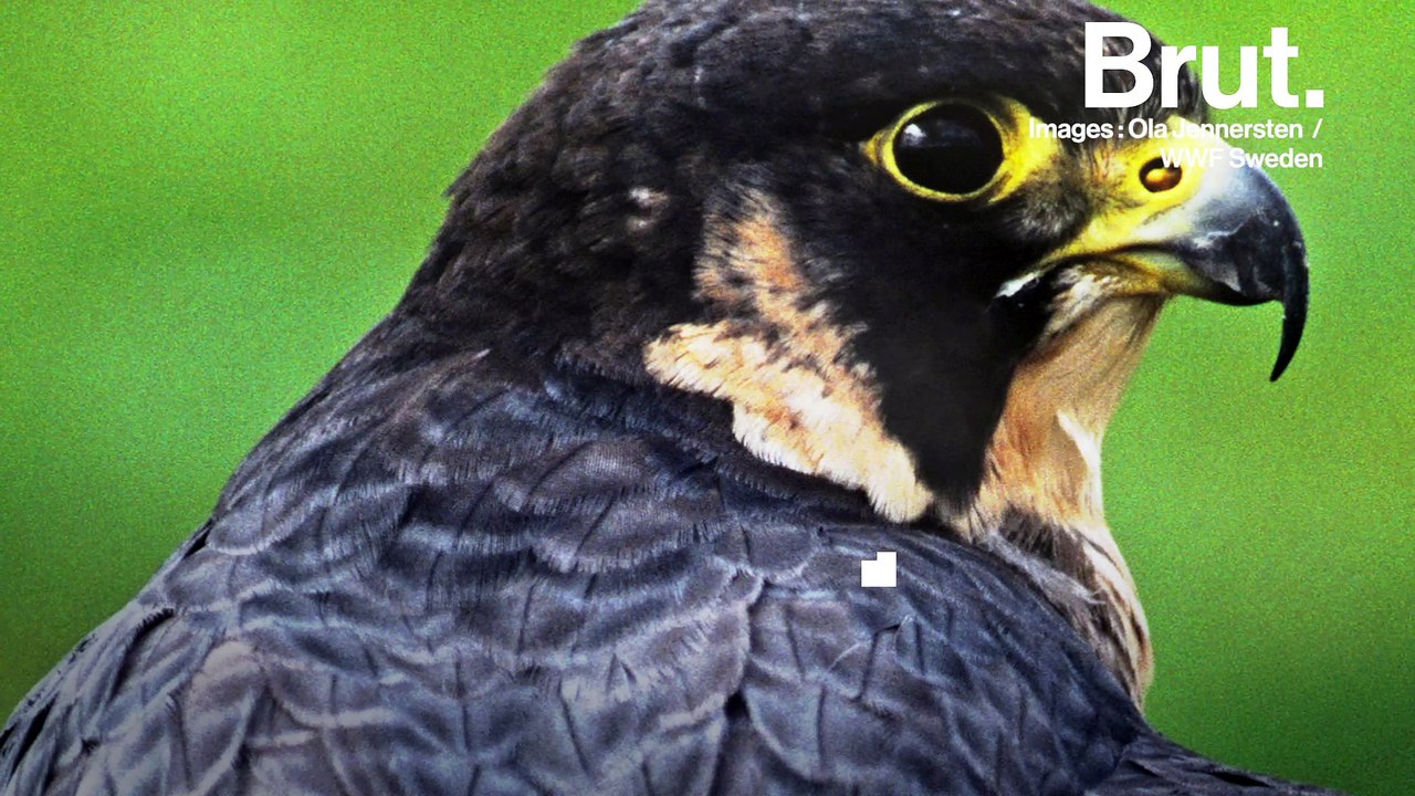 Qui sont les meilleurs chasseurs de la planète ?