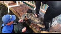 Amputee sea turtle swims again thanks to new prosthetic fin