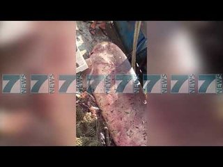 KAPET NE HIMARE PESHKAQENI «DEM», 4 METRA I GJATE - News, Lajme - Kanali 7