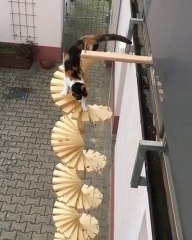 Voici un escalier à colimaçons pour chat ! - Vidéo Dailymotion