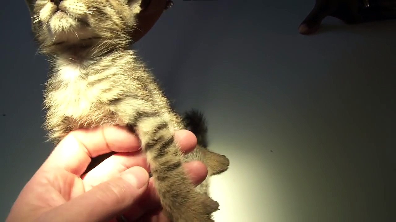 Ce pauvre chaton a une larve de mouche "mangoworm" dans la pate